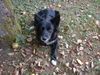 Border Collie Foto: Blaithin (ID 5100) Border Collie Hund