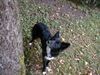 Border Collie Foto: Blaithin (ID 5101) Border Collie Hund