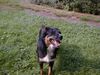 Border Collie Foto: Laughing Angel (ID 5099) Border Collie Hund