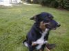 Border Collie Foto: Angel (ID 4315) Border Collie Hund