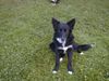Border Collie Foto: Blaithin (ID 4314) Border Collie Hund