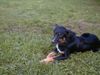 Border Collie Foto: Angel down (ID 4426) Border Collie Hund