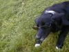 Border Collie Foto: Blaithin with sun-glasses (ID 4425) Border Collie Hund