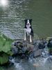 Border Collie Foto: Hey! Kommt doch auch rein! (ID 14456) Border Collie Hund