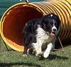 Border Collie Foto (ID 745) Border Collie Hund
