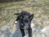 Border Collie Foto: Blaithin (puppy) (ID 4521) Border Collie Hund