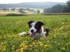 Border Collie Foto: Mein Zuhause........ (ID 13674) Border Collie Hund