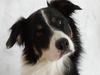 Border Collie Foto (ID 35871) Border Collie Hund