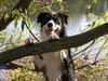 Border Collie Foto (ID 35864) Border Collie Hund