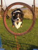 Border Collie Foto: Agility (ID 35865) Border Collie Hund