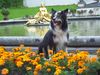 Border Collie Foto: Meine Hündin Ronja (ID 18276) Border Collie Hund