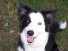 Border Collie Foto (ID 33792) Border Collie Hund