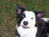 Border Collie Foto (ID 33793) Border Collie Hund