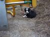 Border Collie Foto: Kleiner frecher Welpe der nur dummes zeug im kopf hat. (ID 3272) Border Collie Hund