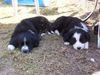 Border Collie Foto: Shila und Fly 7 Wochen alt (ID 3417) Border Collie Hund