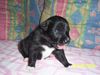 Border Collie Foto: Fly mit 2 Wochen (ID 9753) Border Collie Hund
