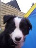 Border Collie Foto: Fly guckt doof in die Wäsche (ID 3419) Border Collie Hund