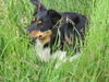 Border Collie Foto: das ist mein Partner Rocky 1 jahr alt und ziemlich frech ! (ID 33531) Border Collie Hund