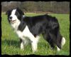 Border Collie Foto: Border Jack..stammt aus Irland. (ID 38320) Border Collie Hund