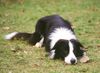 Border Collie Foto: Border Collie Gem auf einem Hundeplatz fotografiert (ID 8163) Border Collie Hund