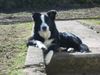 Border Collie Foto: Felix (ID 22450) Border Collie Hund