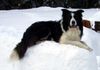 Border Collie Foto: Schnee-Hund (ID 31765) Border Collie Hund