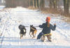 Border Collie Foto: Schlittenhunde (ID 33026) Border Collie Hund
