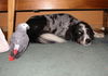 Border Collie Foto: willi meets grisou (ID 33086) Border Collie Hund