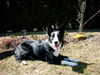 Border Collie Foto: Leni (ID 30769) Border Collie Hund
