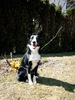 Border Collie Foto: Unsere Hündin (ID 30770) Border Collie Hund