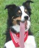 Border Collie Foto: Waschlappen im XXL-Format (ID 35091) Border Collie Hund