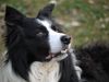 Border Collie Hund