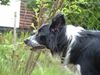 Border Collie Foto: Janky (ID 12050) Border Collie Hund