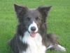 Border Collie Foto: 15 Monate alte blau-weiße Border-Colliedame (ID 37216) Border Collie Hund