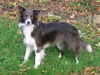 Border Collie Foto: 15 Monate alte blau-weiße Border-Colliedame (ID 37215) Border Collie Hund