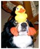 Border Collie Foto: Balu hat einen Vogel (ID 17786) Border Collie Hund