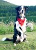 Border Collie Foto: komische Figur (ID 35092) Border Collie Hund