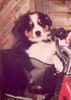 Border Collie Foto: Es war einmal (ID 27271) Border Collie Hund
