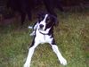 Border Collie Foto: bordermix feebee (ID 23205) Border Collie Hund