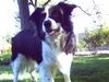 Border Collie Foto: Bonny (ID 32677) Border Collie Hund