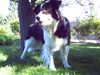Border Collie Foto: Bonny (ID 32678) Border Collie Hund
