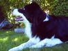 Border Collie Foto: Bonny (ID 32676) Border Collie Hund