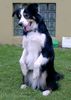 Border Collie Foto: Komische Figur (ID 20848) Border Collie Hund