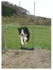 Border Collie Foto: Ab durch die Mitte (ID 21157) Border Collie Hund
