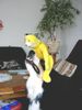 Border Collie Foto: Na, bleib oben! (ID 21158) Border Collie Hund