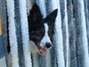 Border Collie Foto: Hallo, hier bin ich (ID 7997) Border Collie Hund