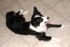 Border Collie Foto: Nix los heute (ID 29515) Border Collie Hund