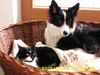 Border Collie Foto: Seven of eight (ID 19151) Border Collie Hund