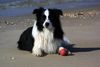 Border Collie Foto: Butch Cassedy (ID 5288) Border Collie Hund