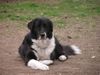 Border Collie Foto: Border Collie Mischling (ID 20742) Border Collie Hund